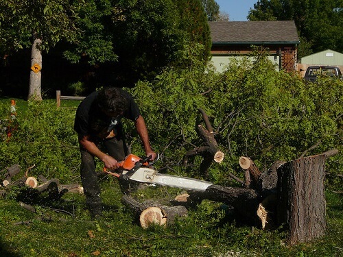 yard tree removal