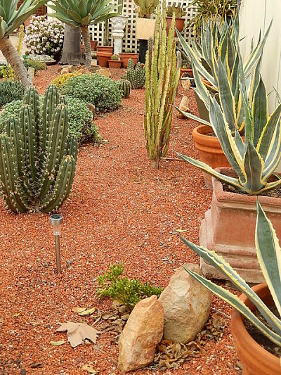Desert landscaping plants