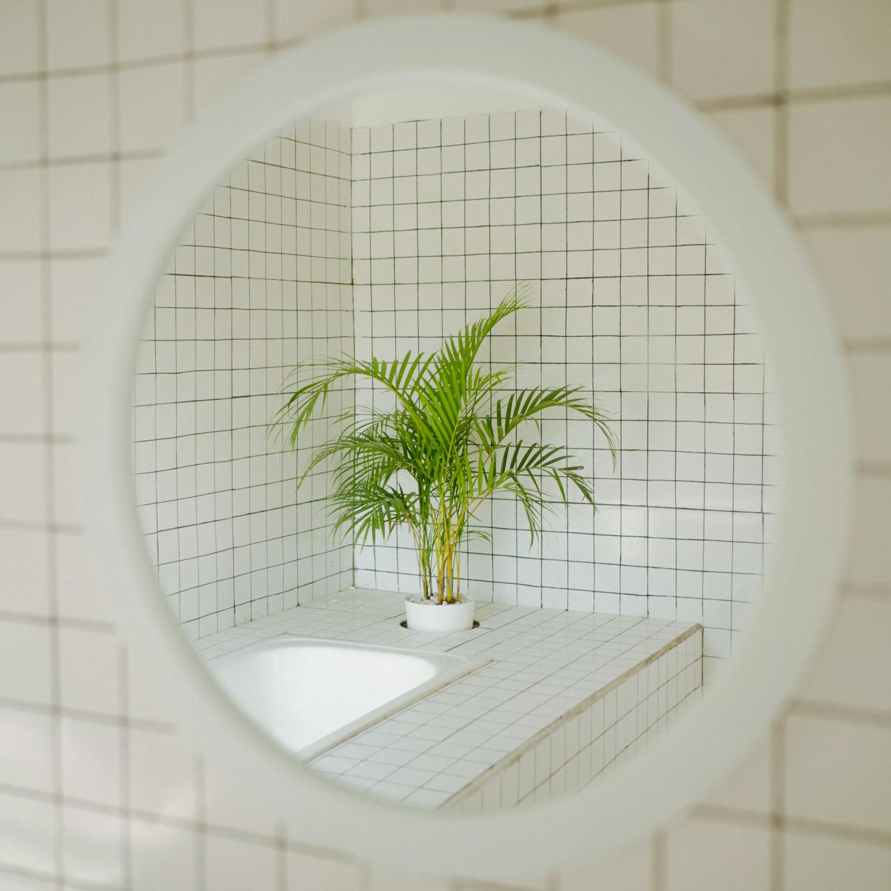 Green-leaved Plant in White Pot