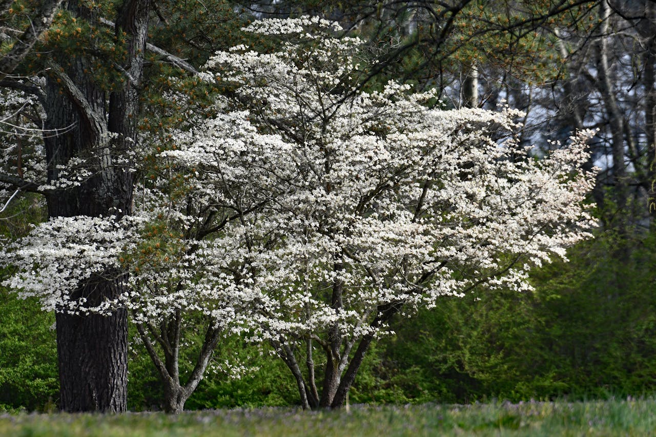 Flowering Dogwood
