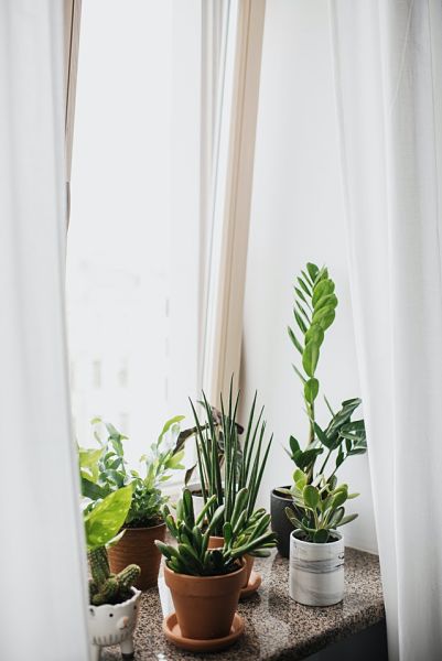 succulents indoor