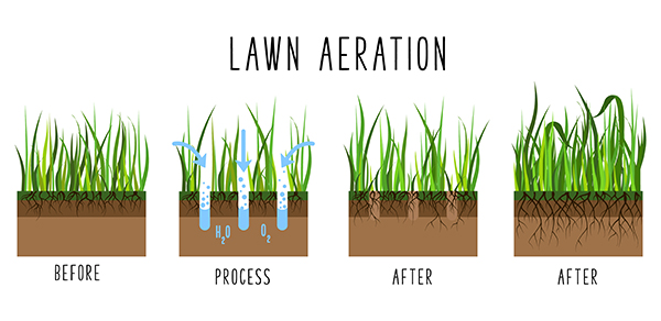 lawn aeration process