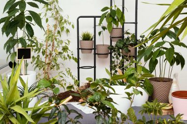 Plants that absorb humidity