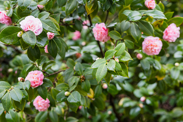 shrubs for curb appeal
