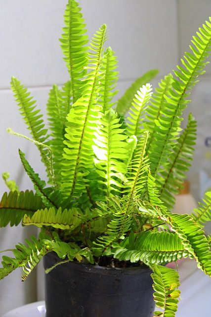 Plants That Absorb Humidity in Your Home