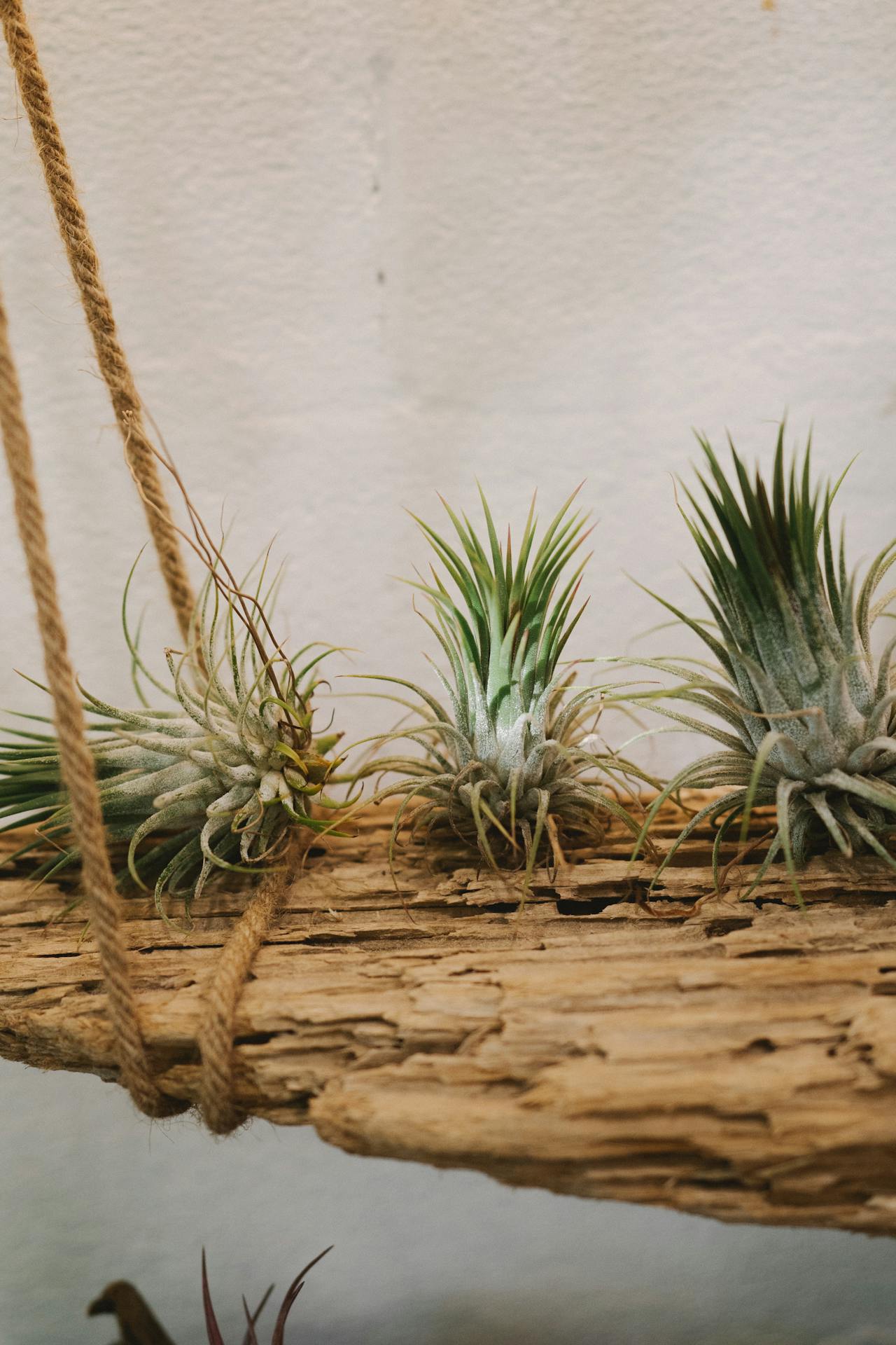 Air Plants in a tree piece