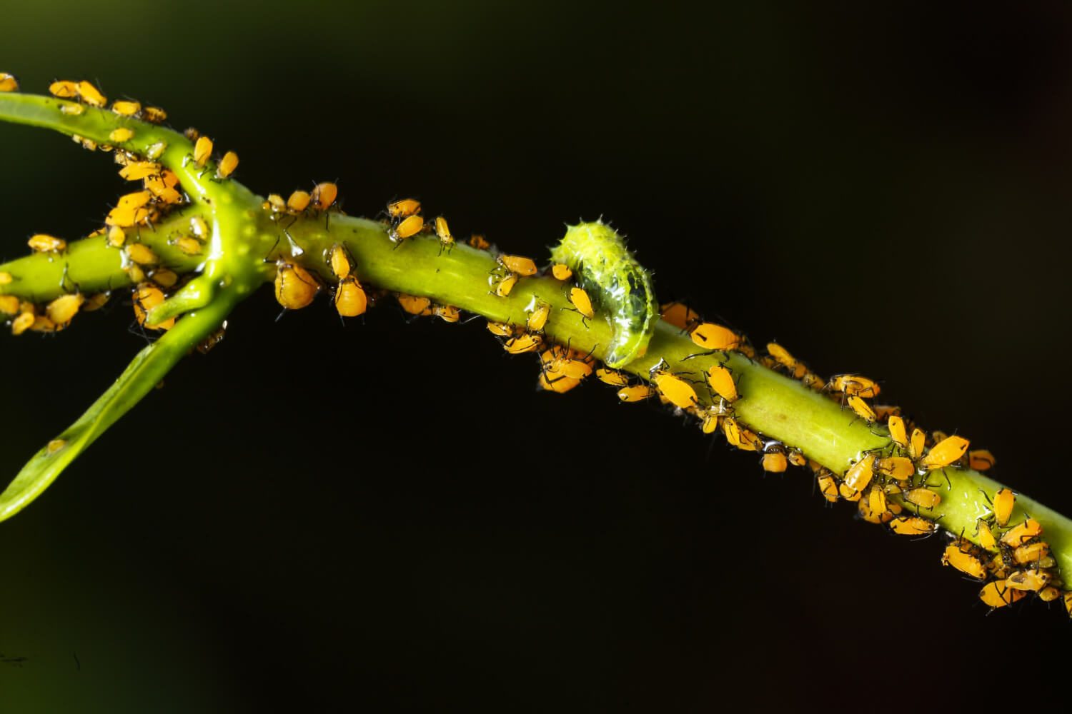 Hover fly syrphidae,larva feeding on aphids aphis nerii.