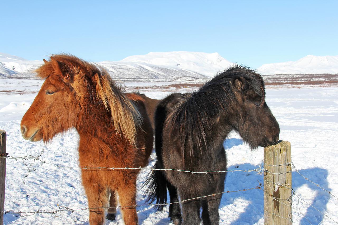 cold-climate-horses