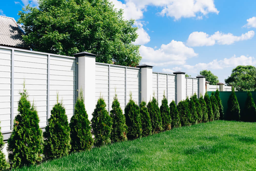 A nice green backyard with lawn white fence and green hedge on a sunny day