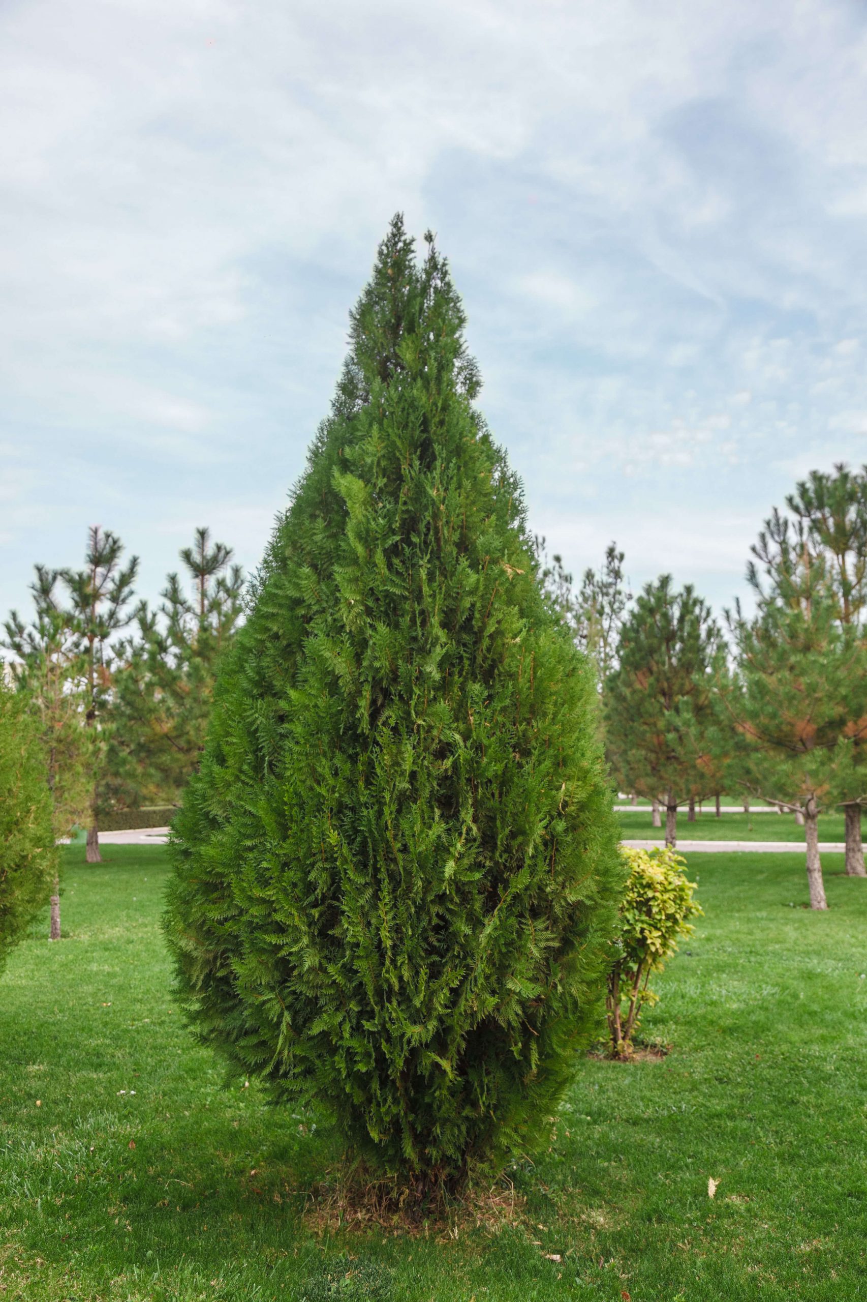 Thuja plicata arborvitae ball closeup