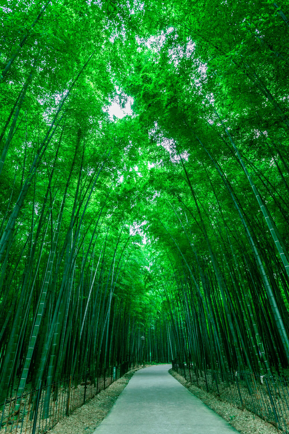 Bamboo beside metal fence
