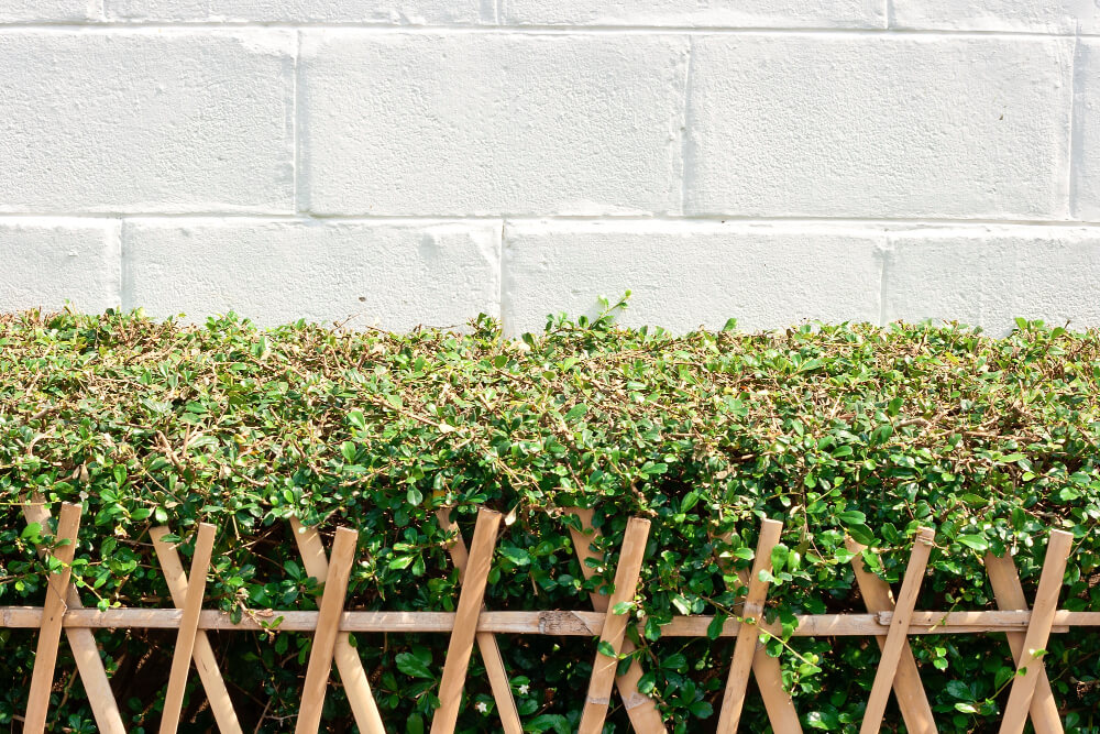 Cherry Laurel along a fence