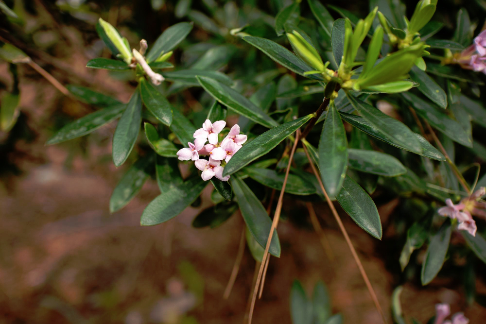 Private bush close up