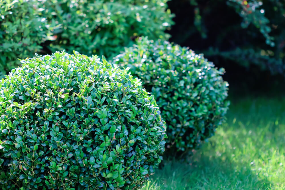 Landscaping of a garden with a bright green lawn and decorative evergreen shaped boxwood buxus