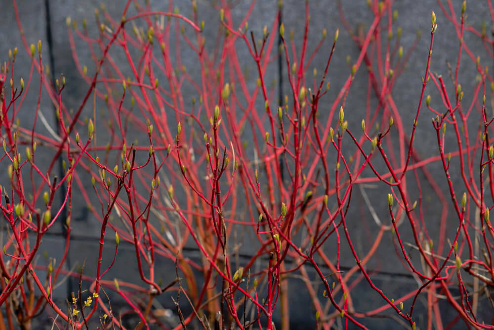 Red Twig Dogwood close up