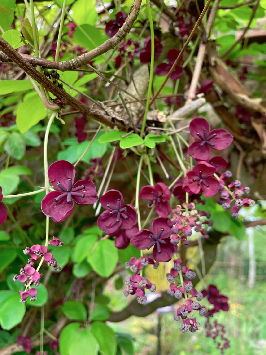 Chocolate Vine close up