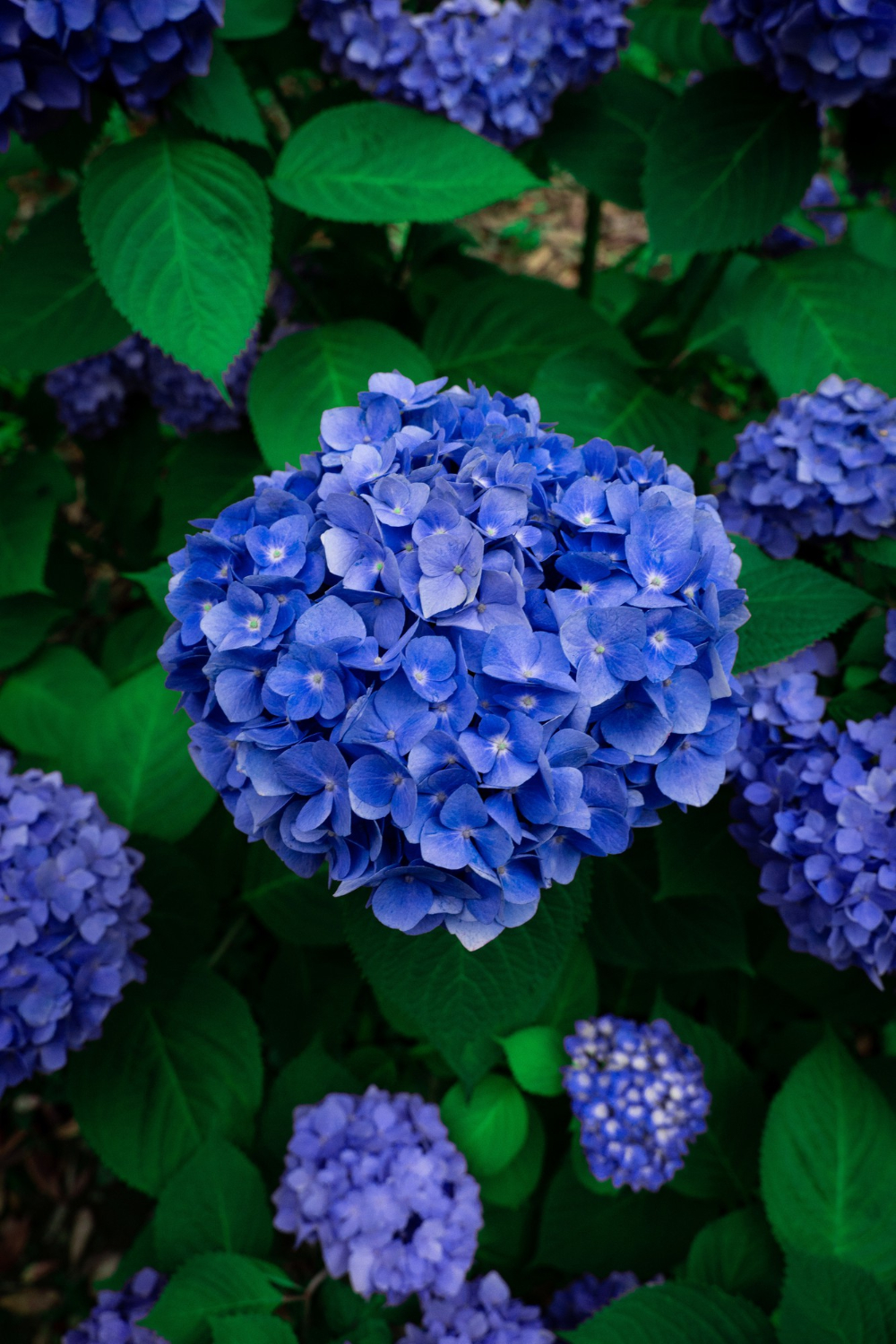 Vertical shot of blue hydrangea flowers in a garden