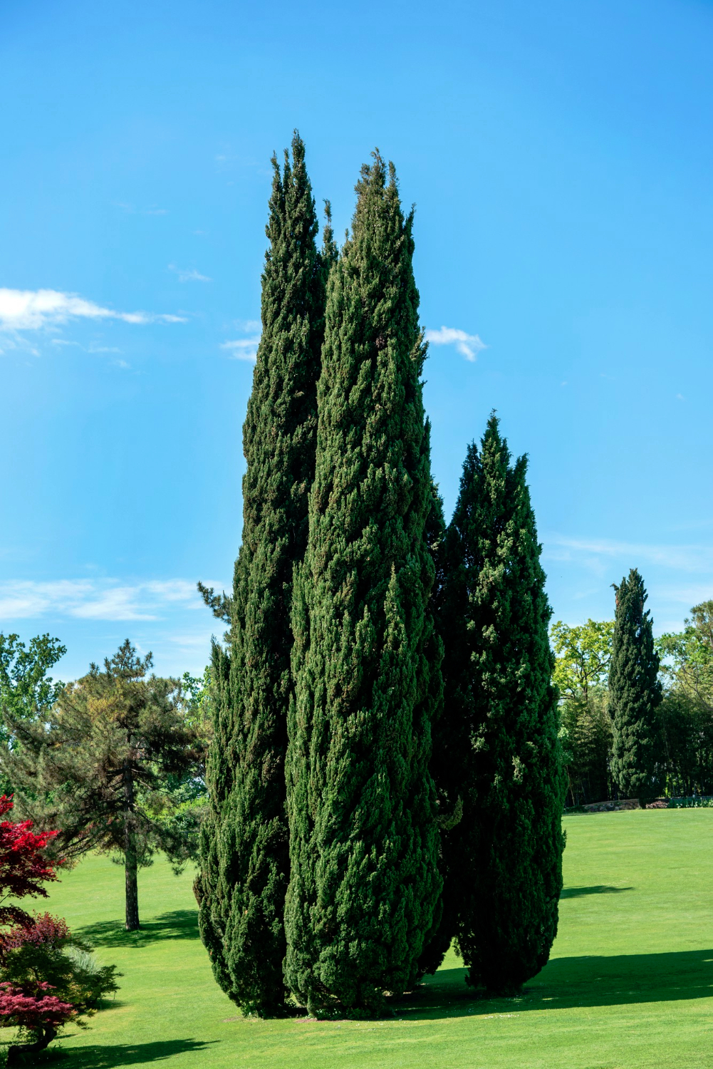Cluster of tall evergreen mediterranean cypresses in a lush green park in spring sunshine under a clear blue sky in a scenic landscape