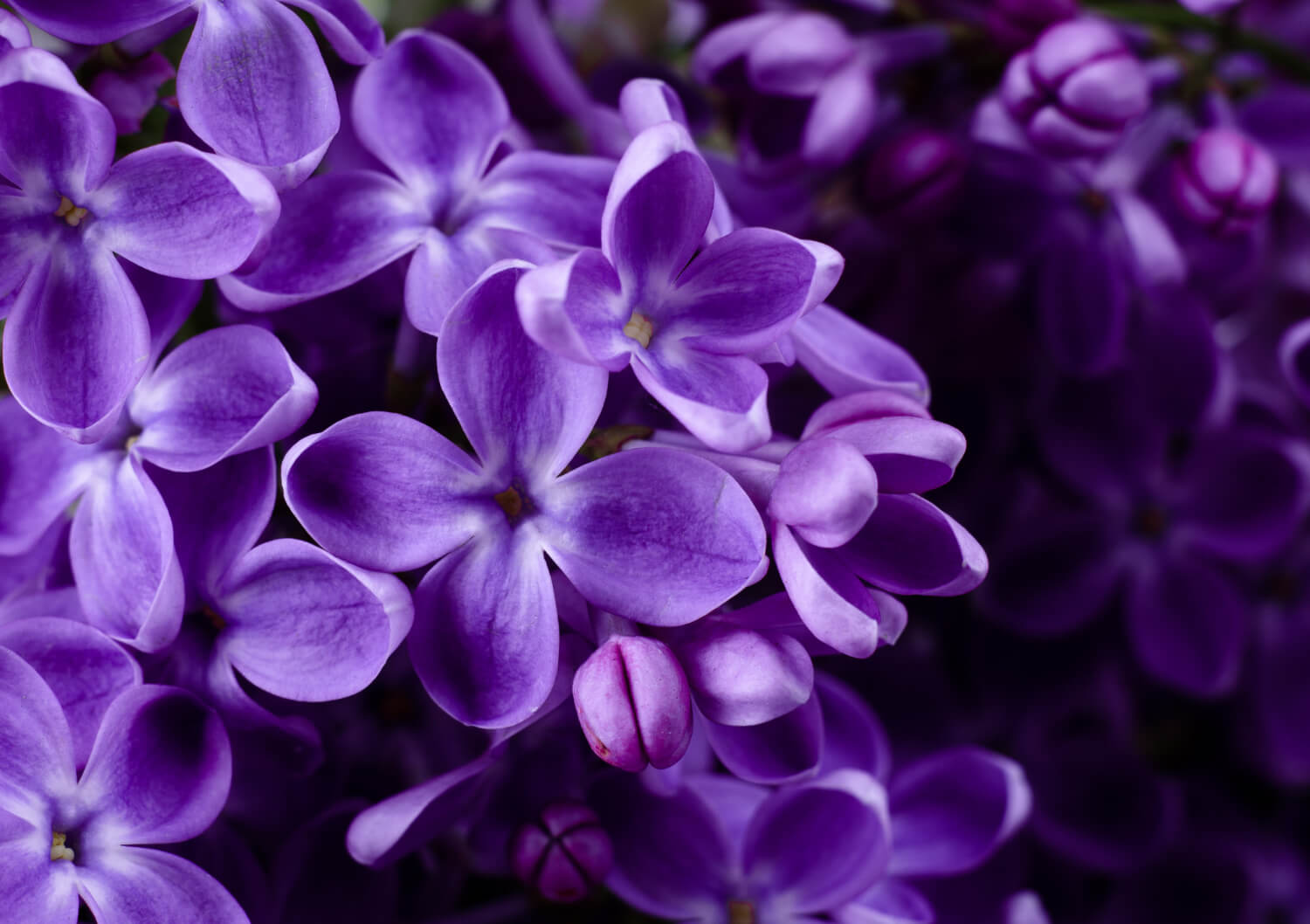 Beautiful purple lilac flowers