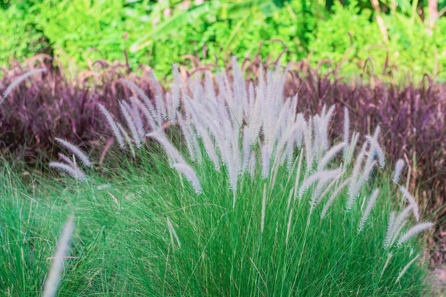 Field of wild wheat grass nature background
