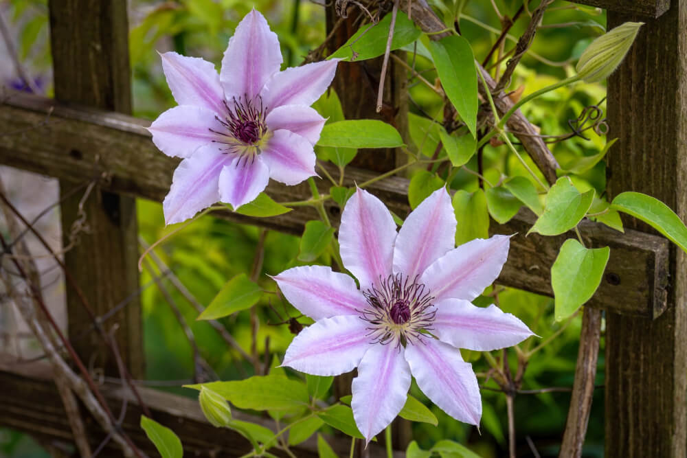 Shot of beautiful purple clematis (lomonos) flowers in their full bloo