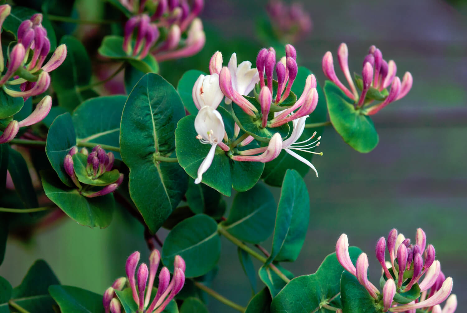 Goatleaf honeysuckle lonicera caprifolium flowering plant closeup