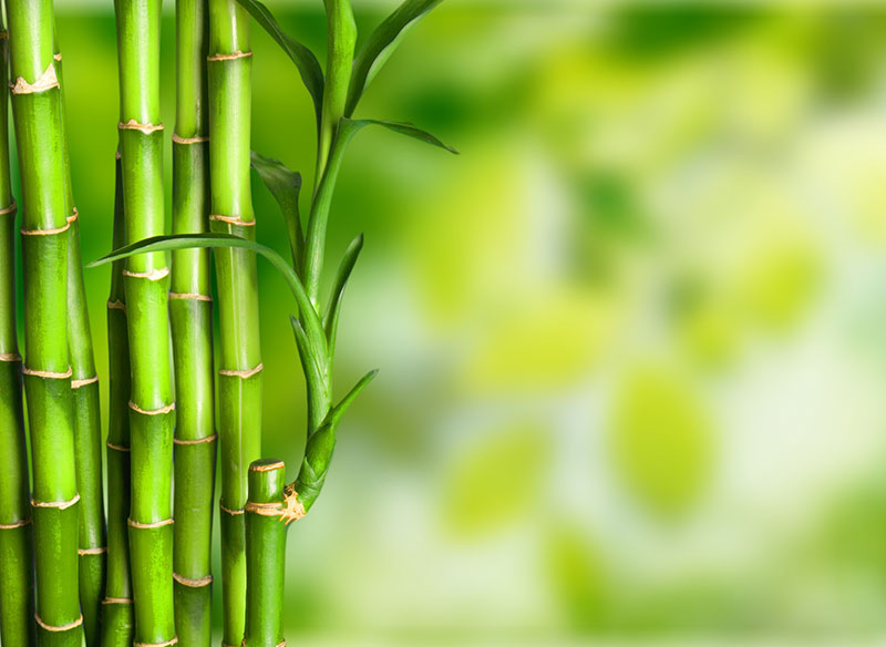 bamboo plants for fence