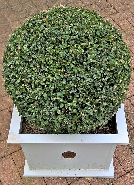 boxwood plant for fence