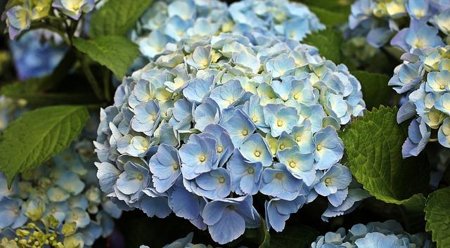 Hydrangea for fence