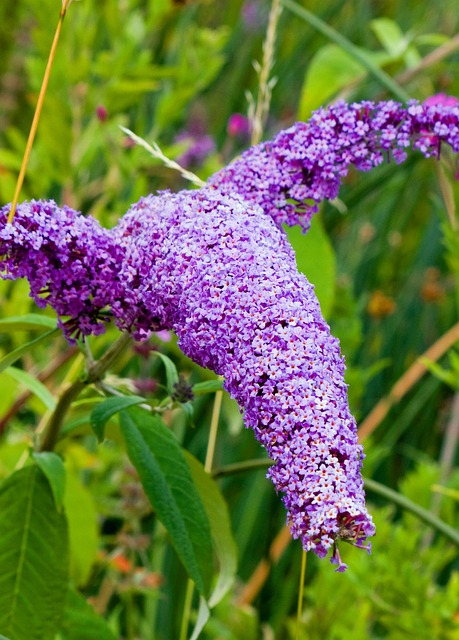 Butterfly bush for fence