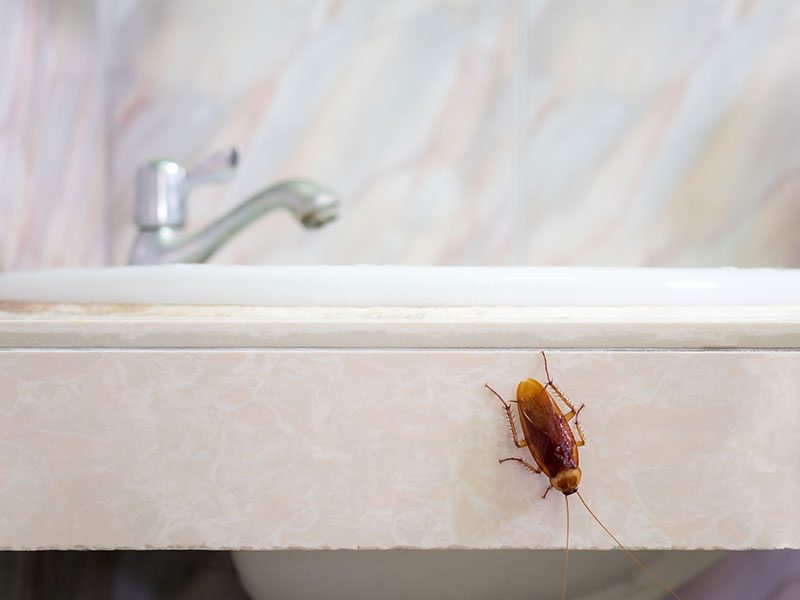 roach in clean house