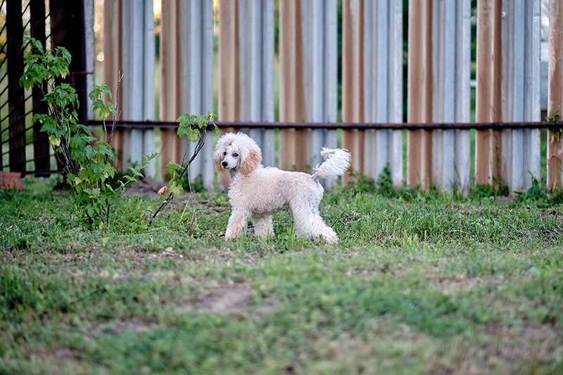 invisible dog fence