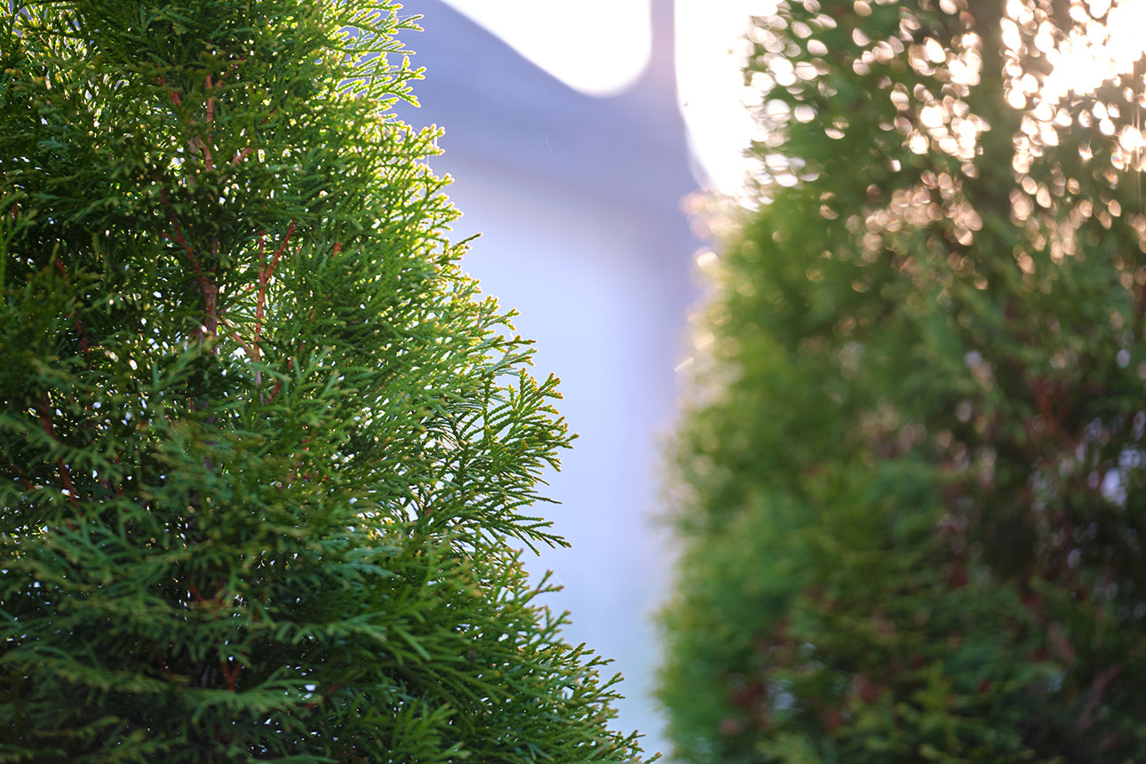 why-tree-trimming-is-so-expensive-best-answers-here
