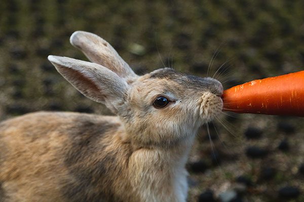 animals eating vegetables