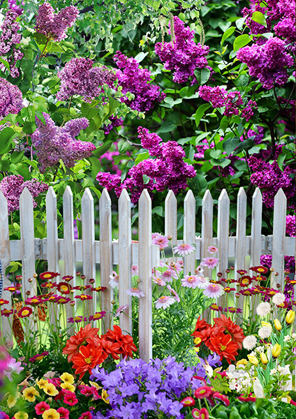 What Does a Purple Fence Mean: Mystery Solved!