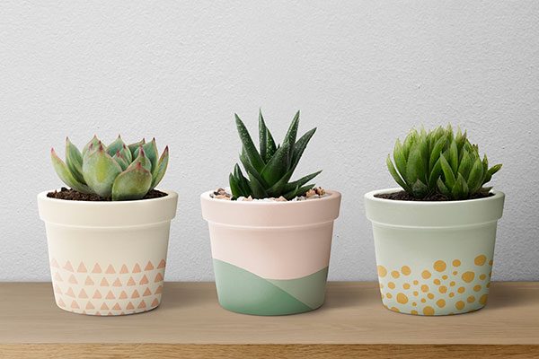 succulent care at home