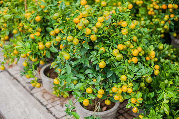 citrus plant for winter
