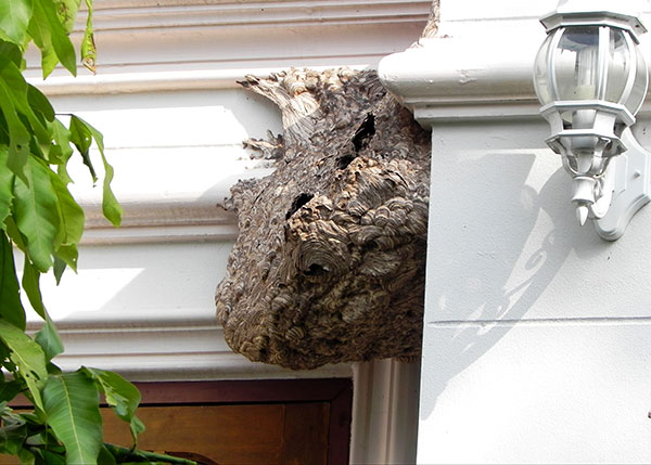 wasp nest in house