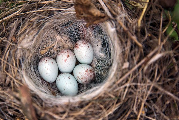 Bird Nest in Air Conditioner: How Birds Can Affect Your AC