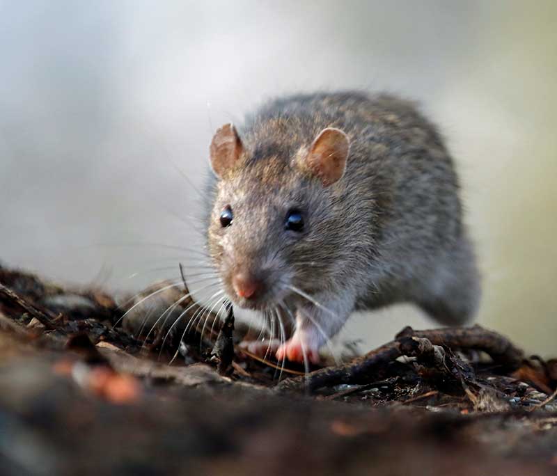voles and mice