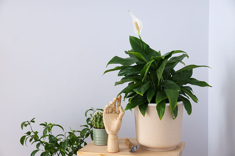 peace lily for bath