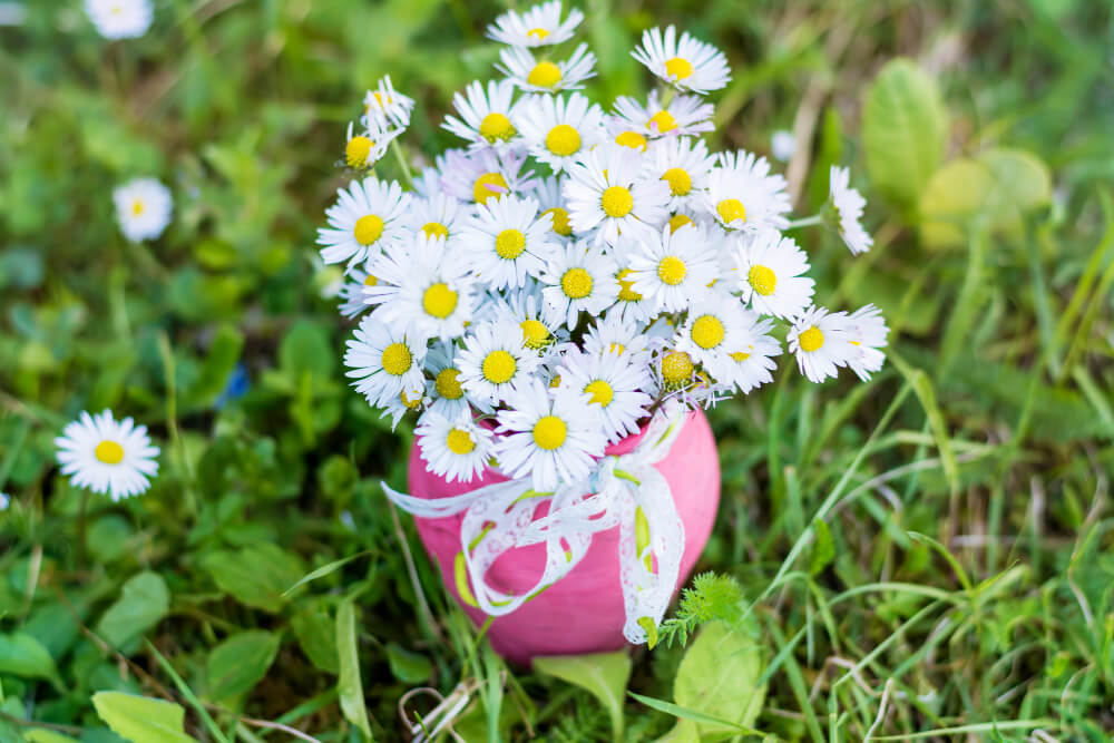 daisies