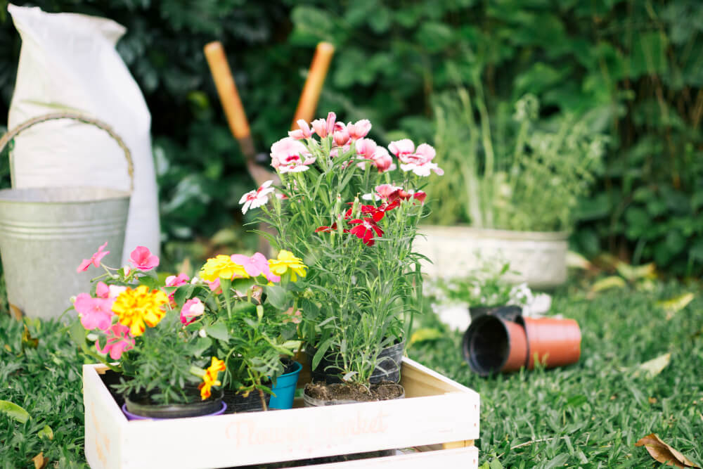 garden bed ideas